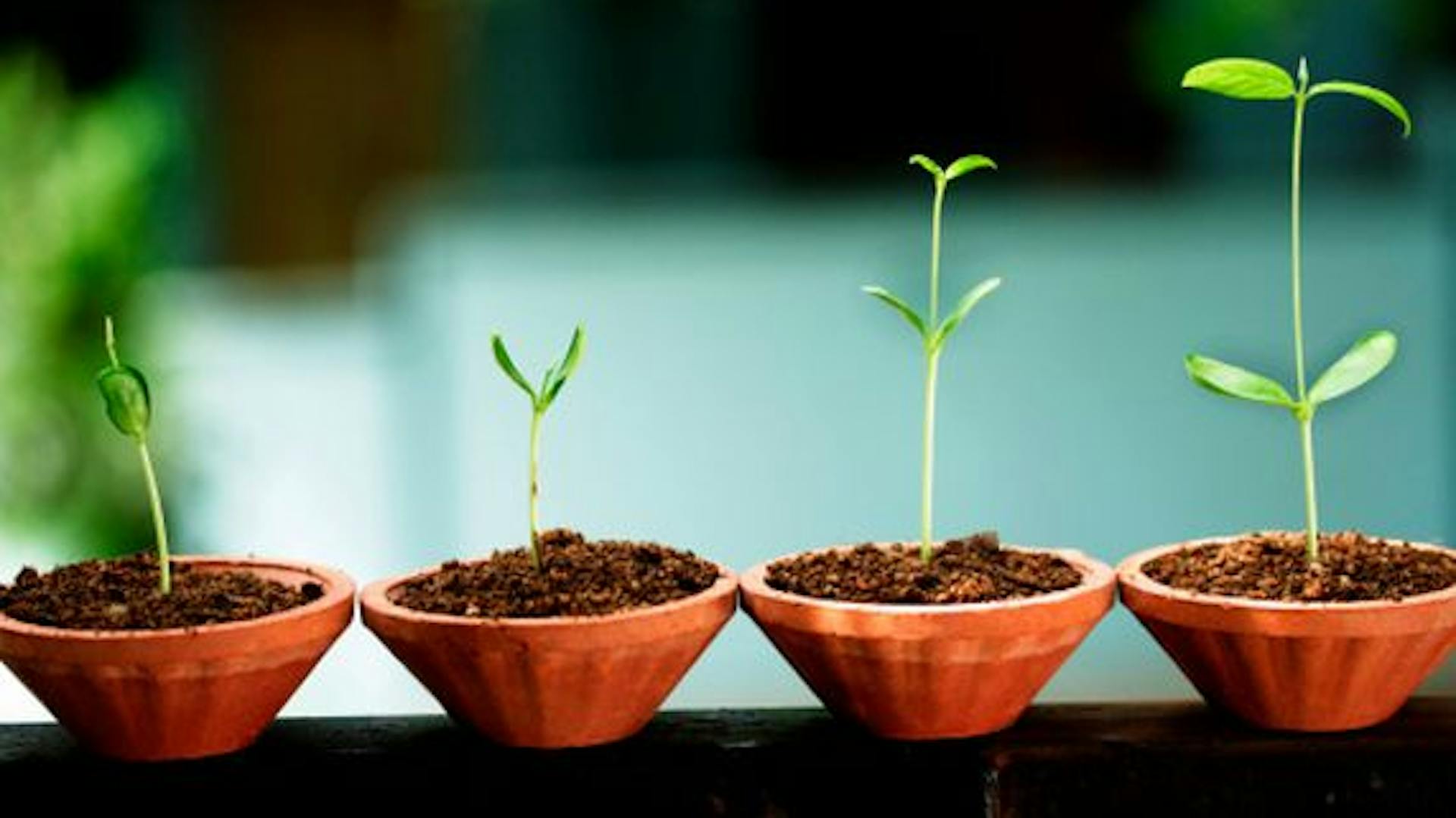 Setzlinge in Töpfen