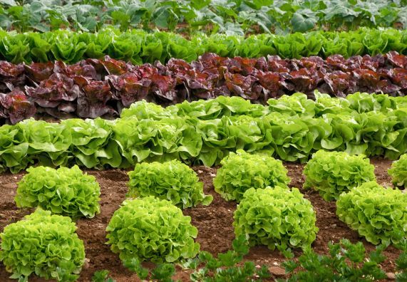 Gemüsebeet mit Salat