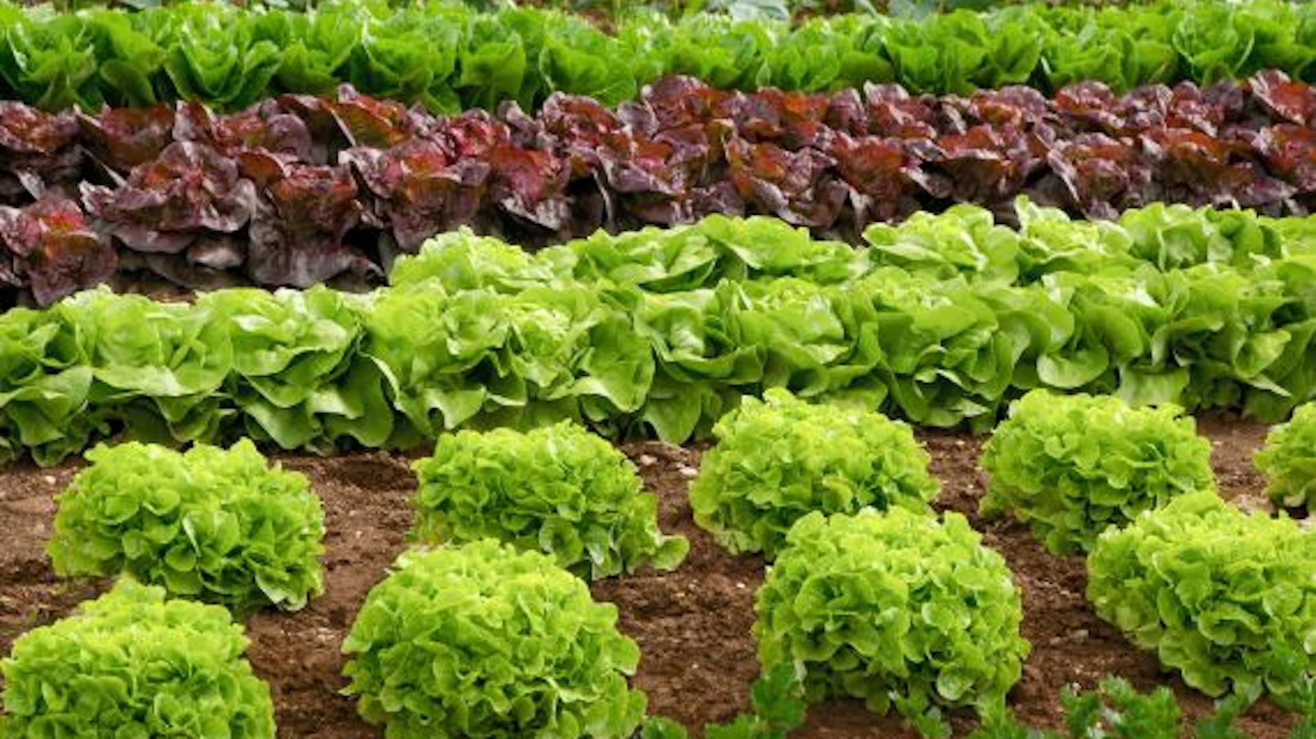 Gemüsebeet mit Salat