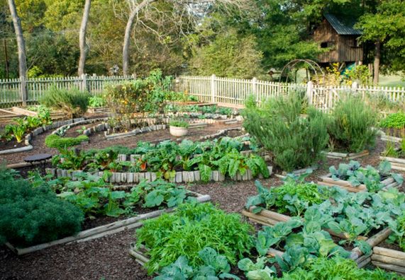 Gemüse pflanzen Tipps zur Anzucht von Gemüse OBI