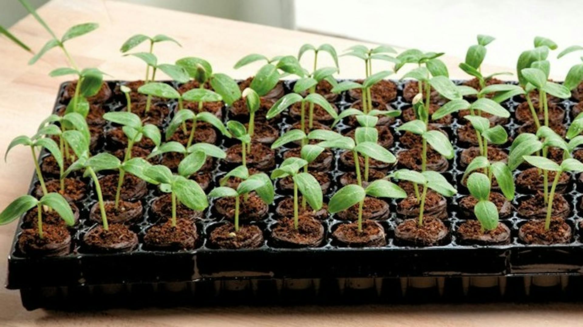 Vorgezogene, junge Setzlinge