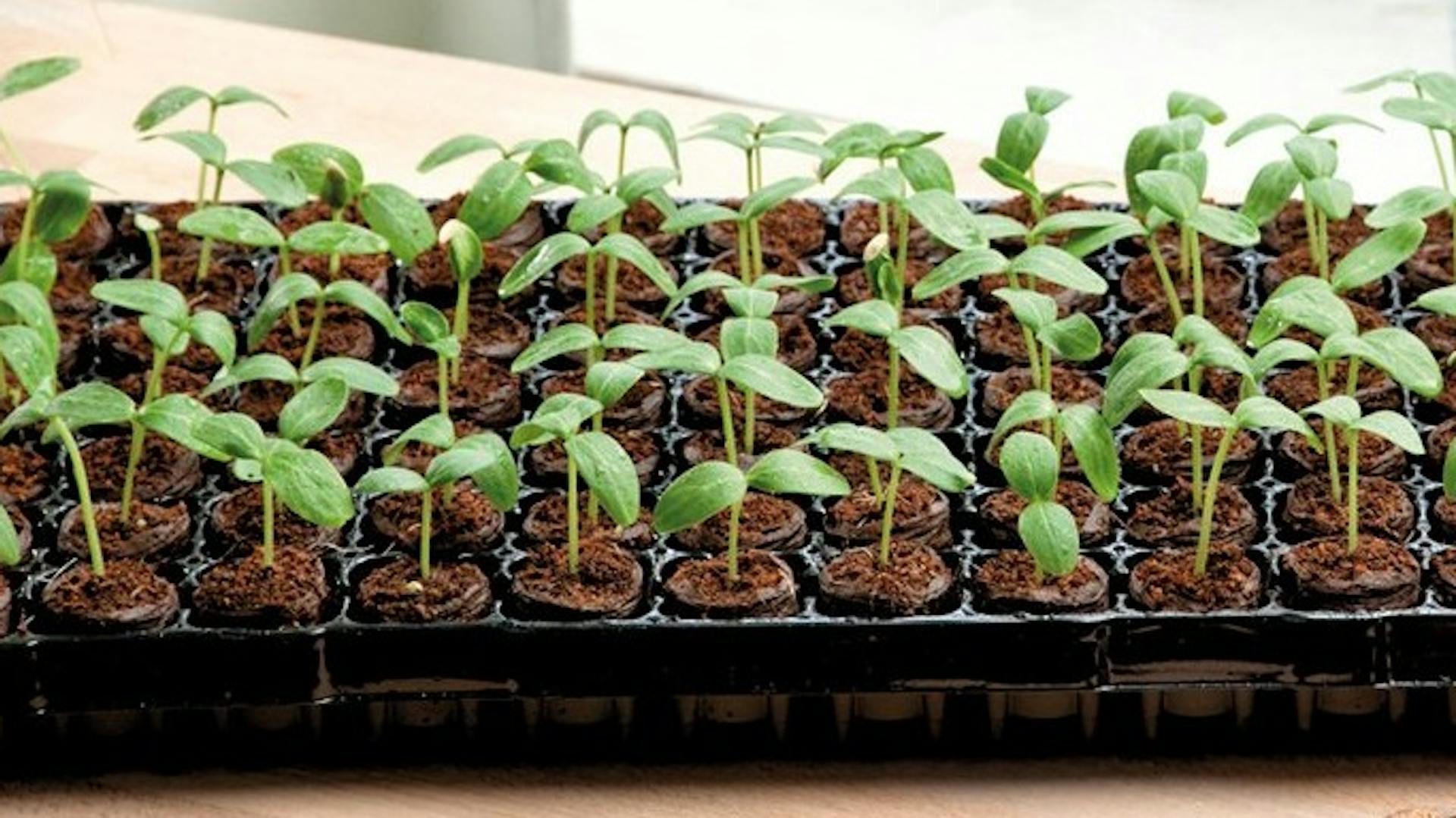 Junge Setzlinge in Anzuchtschale