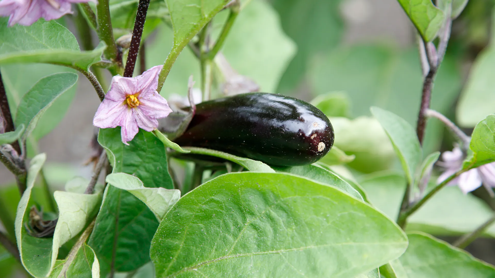 Aubergine mit Blüte und Frucht