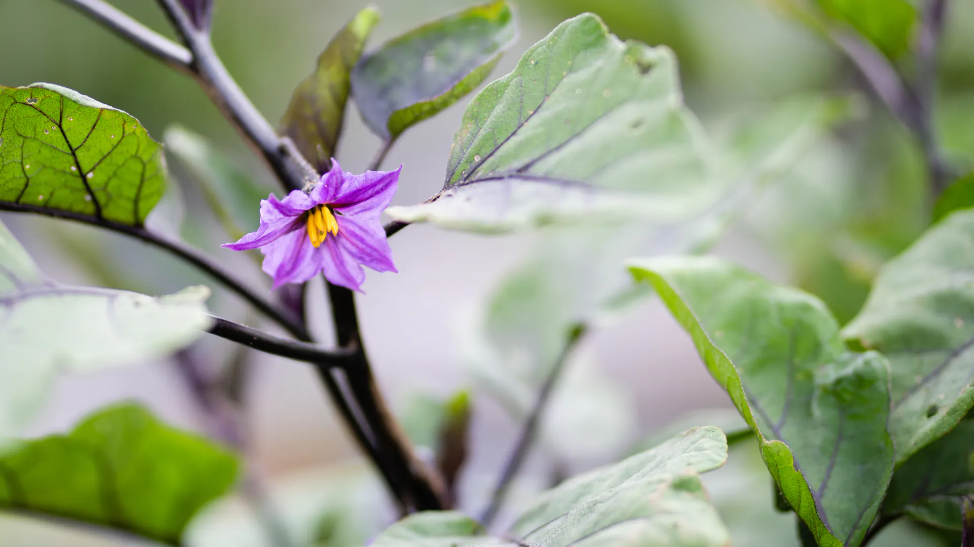 Lila blühende Aubergine