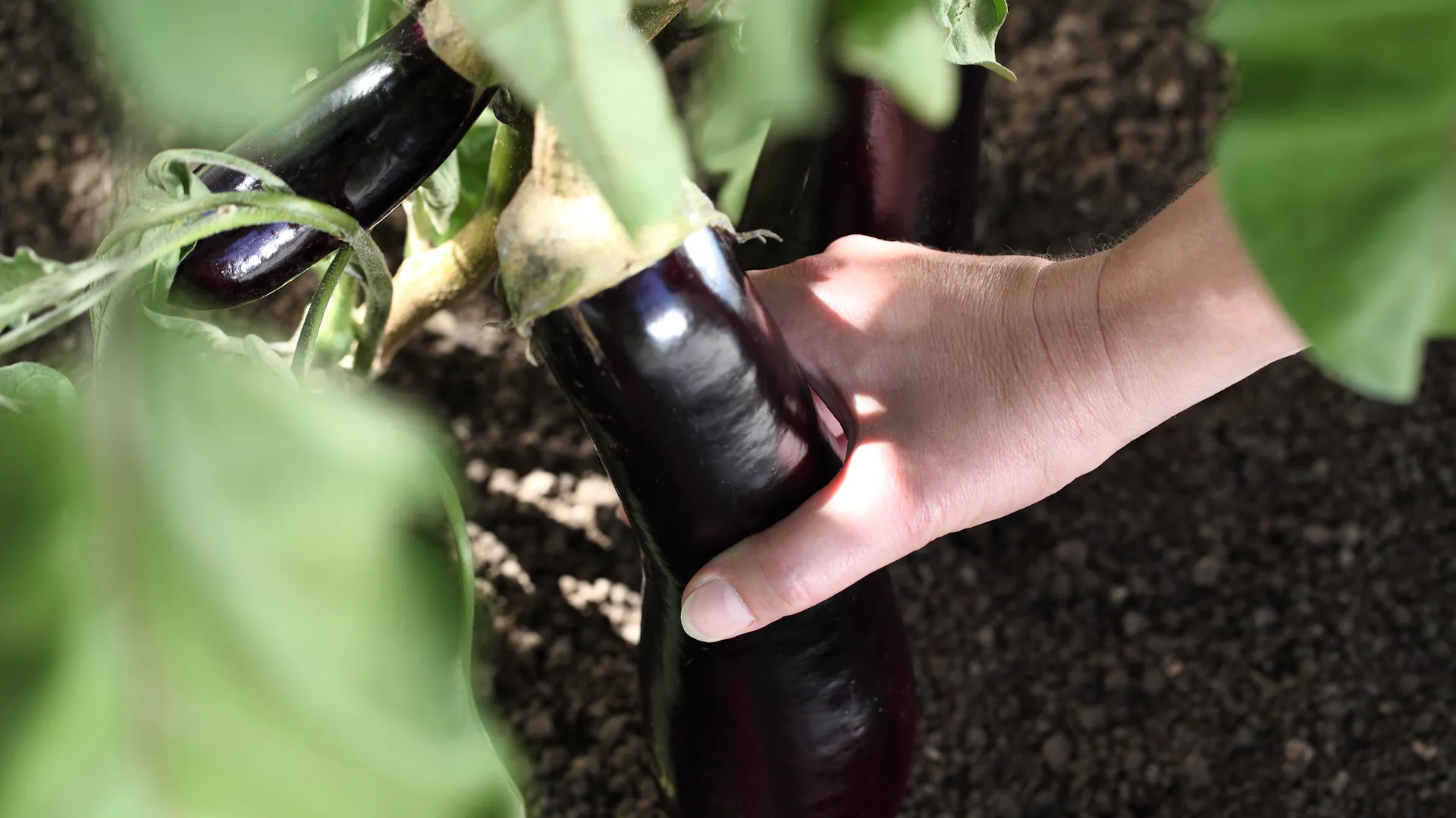 Eine Person erntet eine reife Aubergine