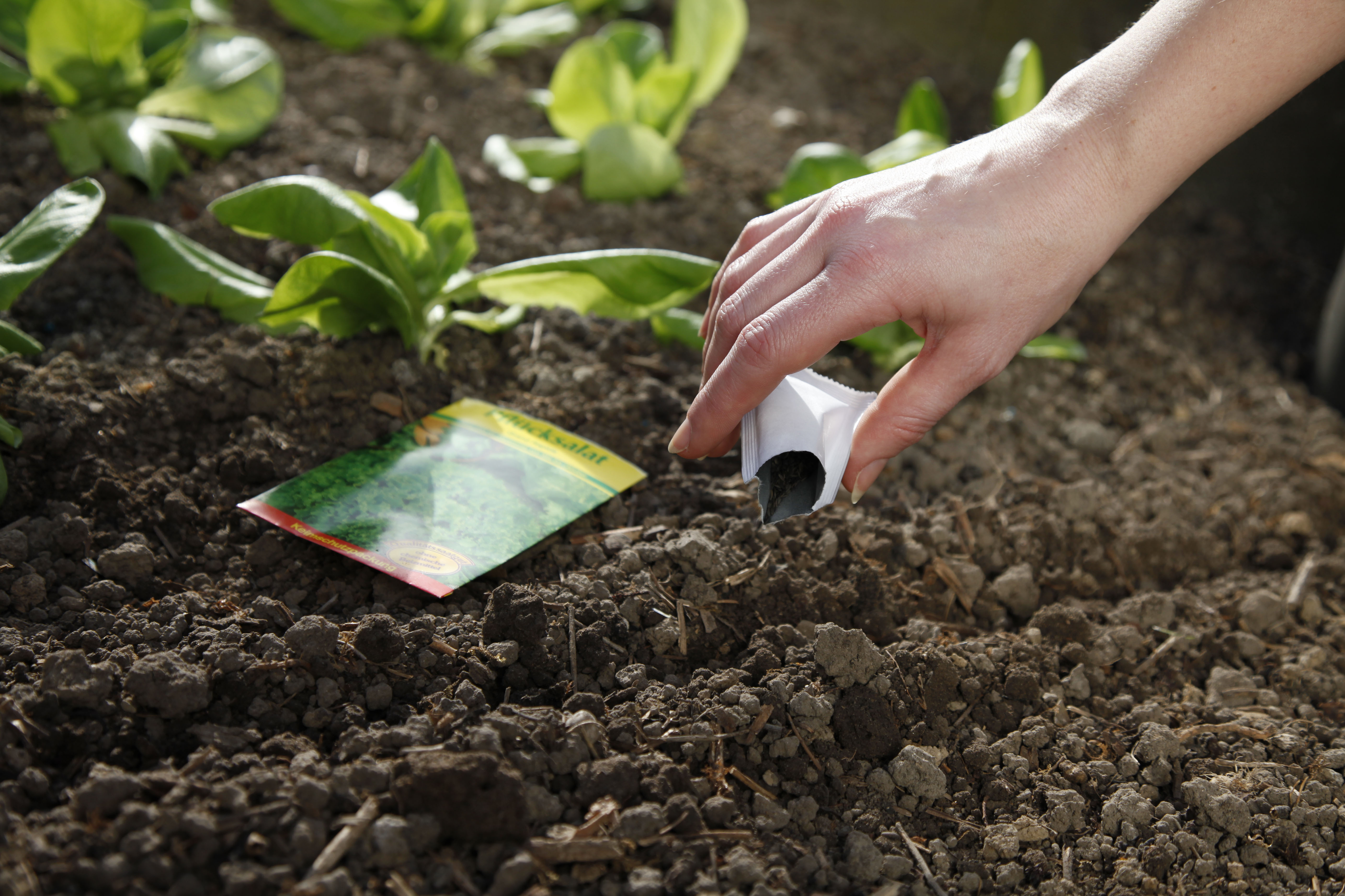 Aussaat im Juni – Pflanzentipps für den Garten | OBI