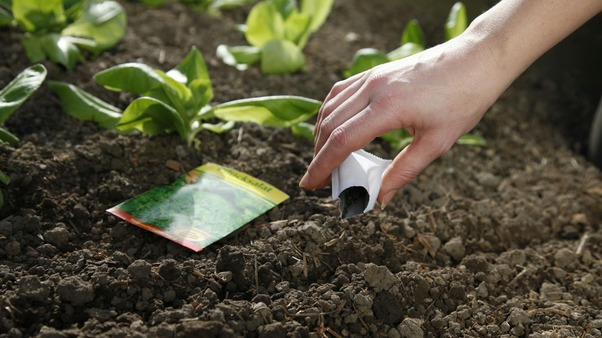 Aussaat im Juni – Pflanzentipps für den Garten | OBI