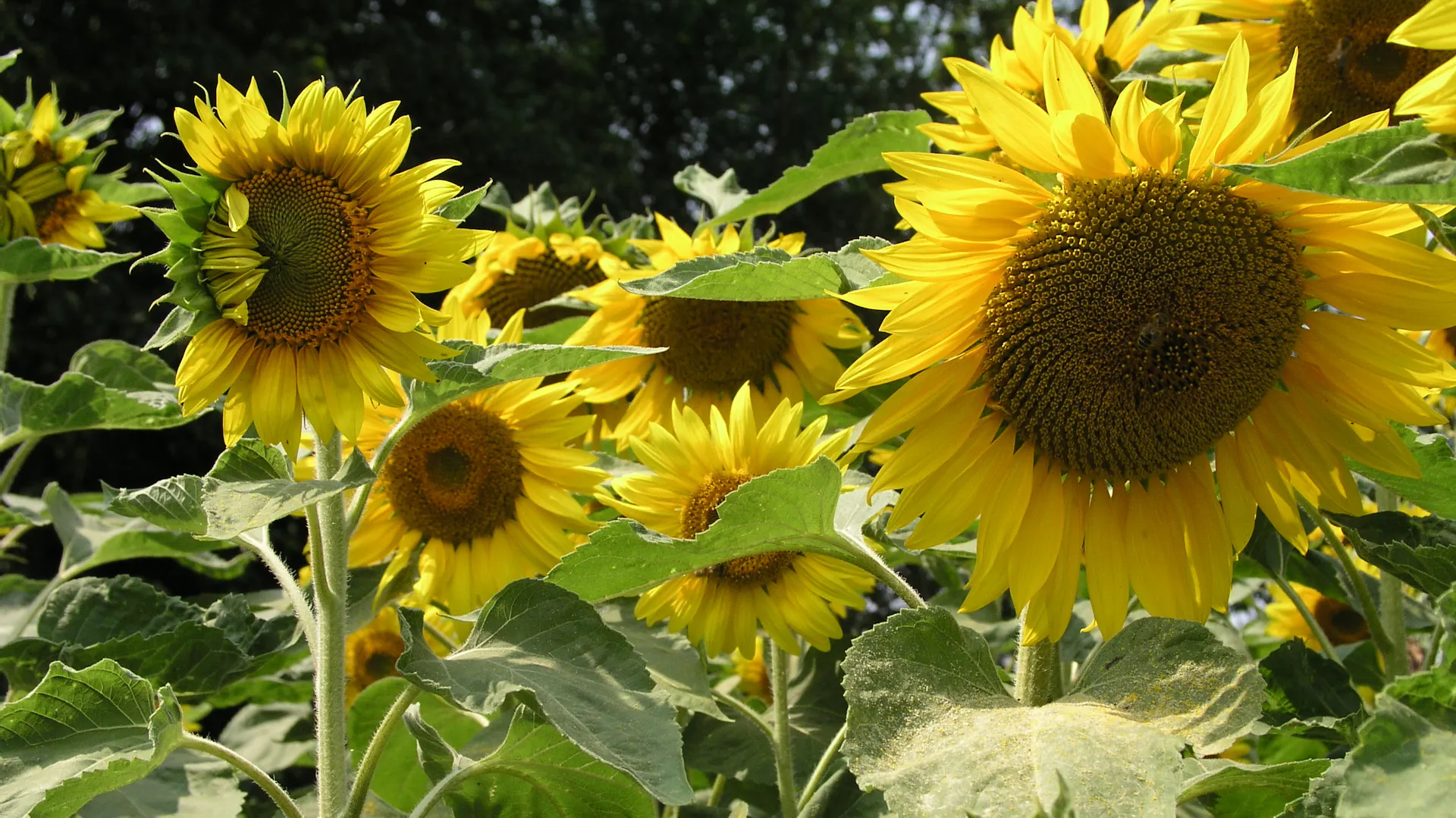 Sonnenblumen im Garten