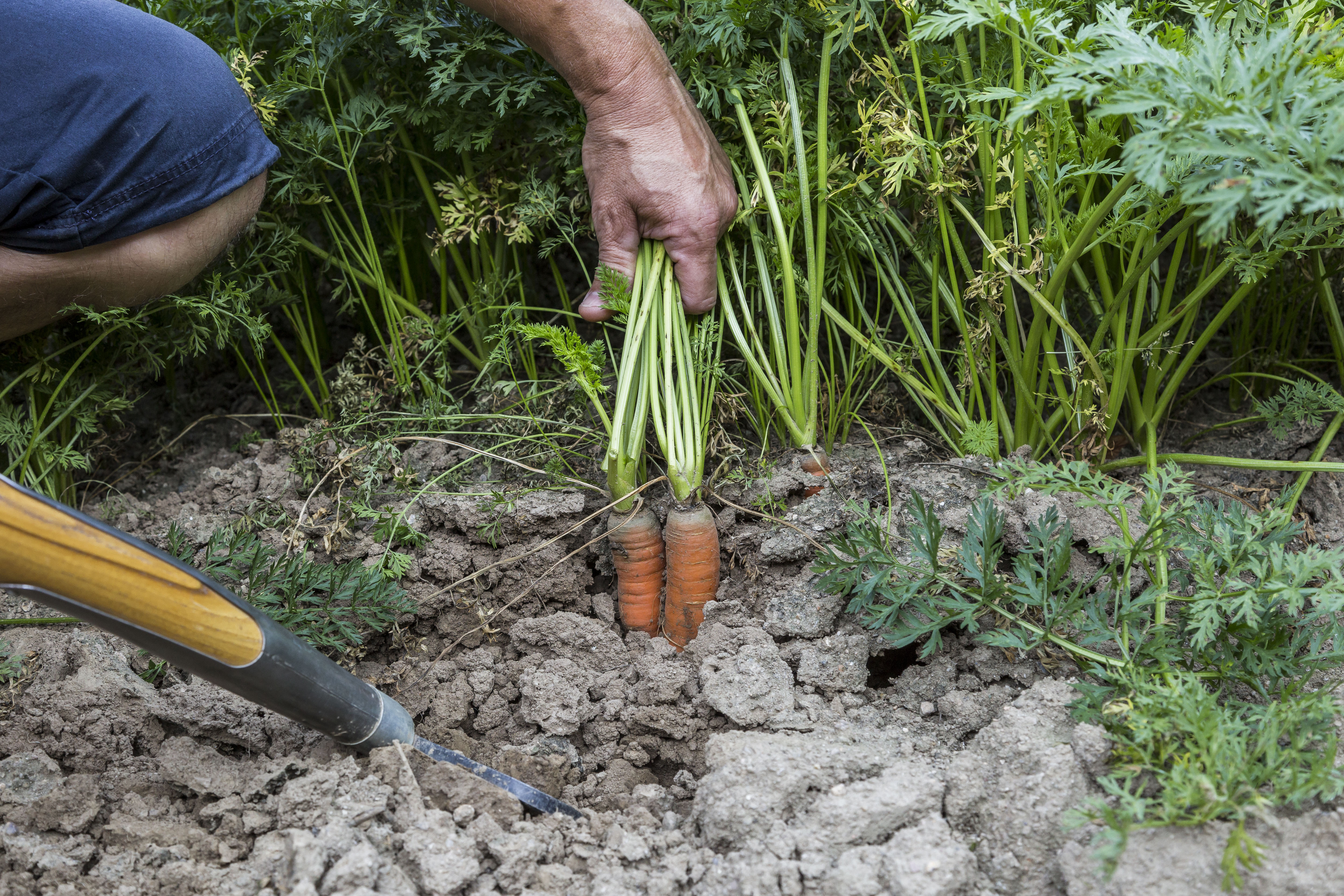 Karotten werden in einem Beet aus der Erde gezogen
