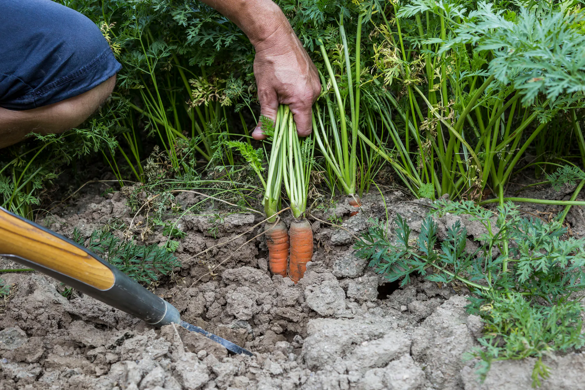 Karotten werden in einem Beet aus der Erde gezogen