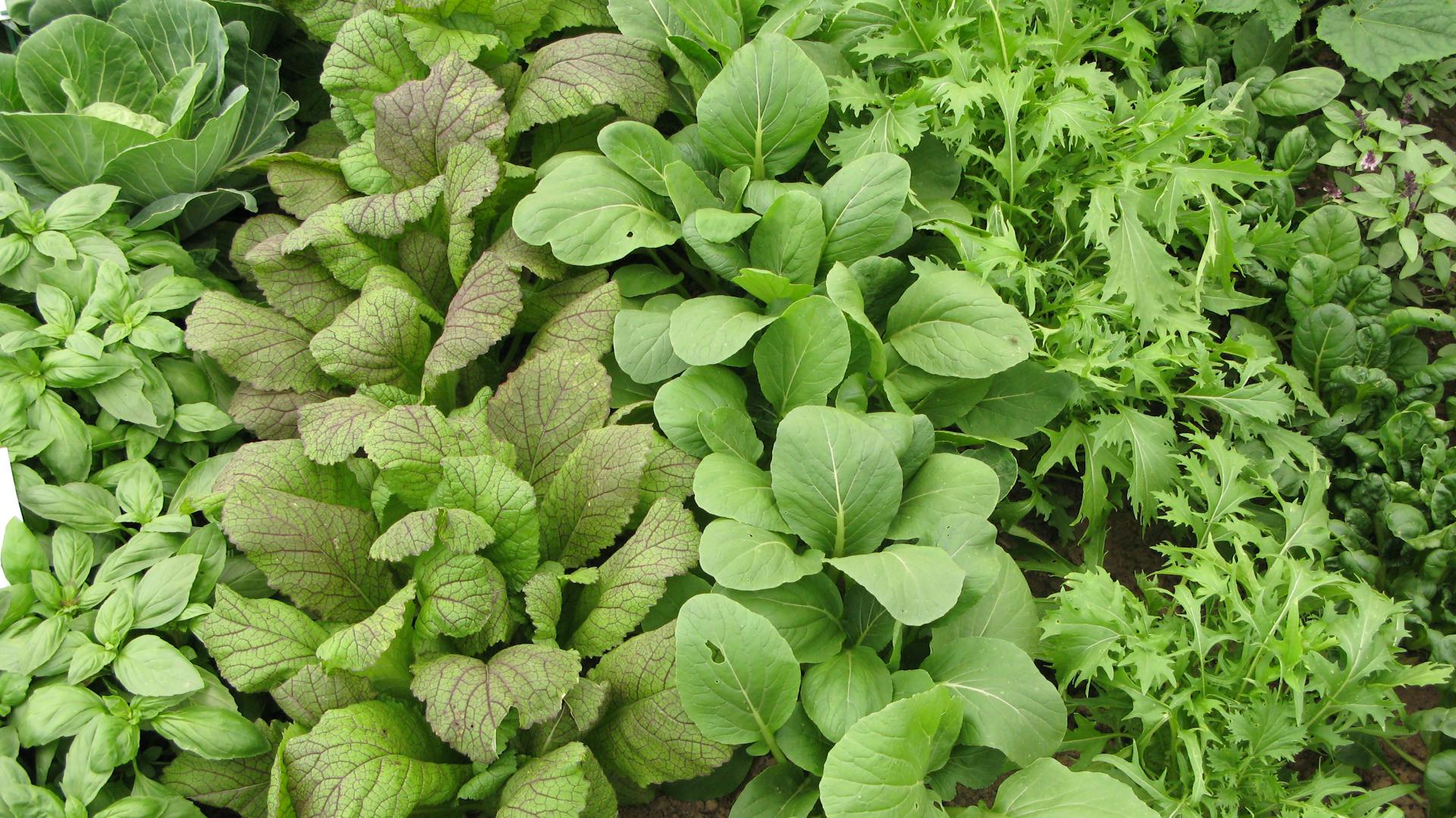 Verschiedene Sorten von Asia-Salaten im Beet