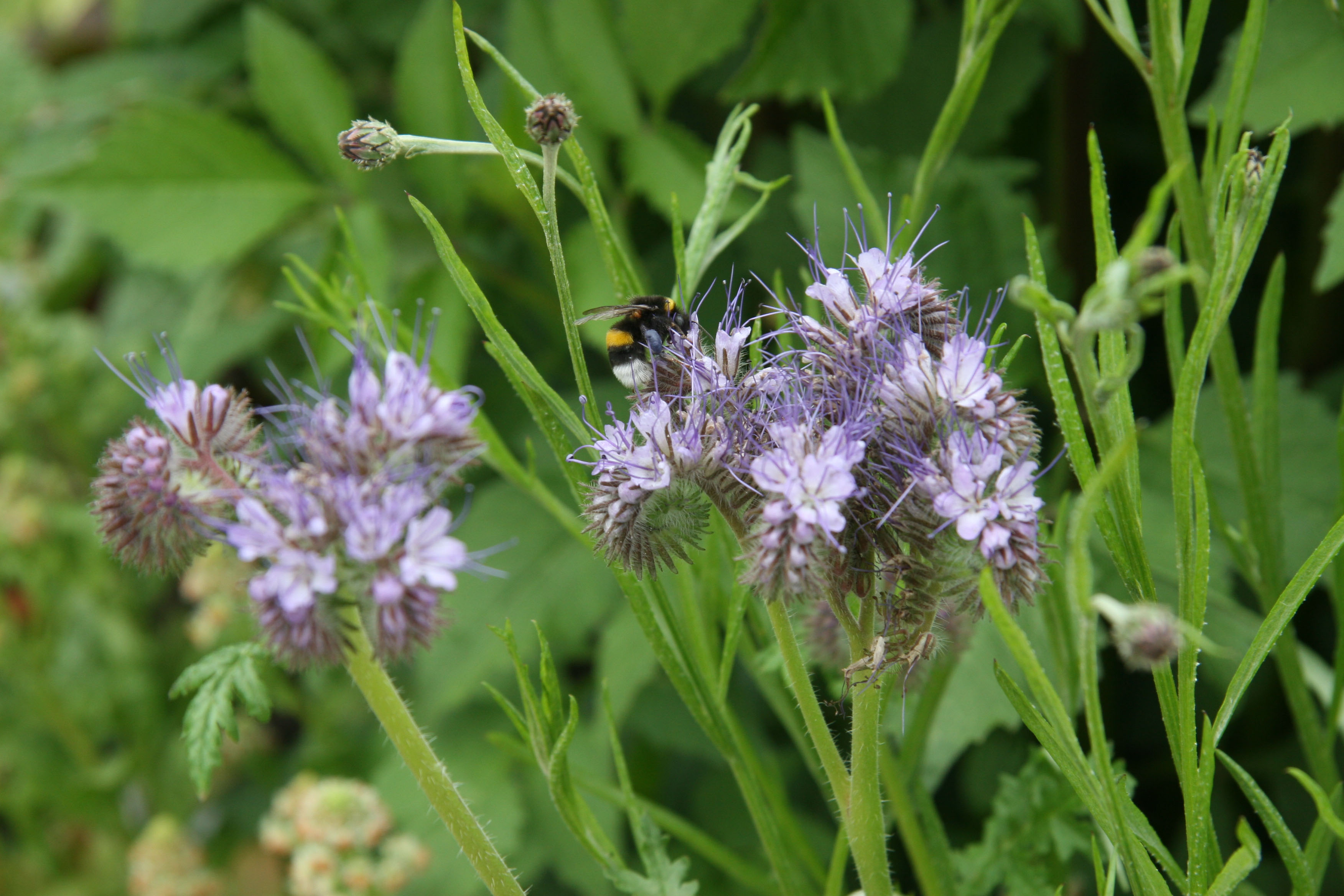 Blühender Bienenfreund im Garten mit Insekten