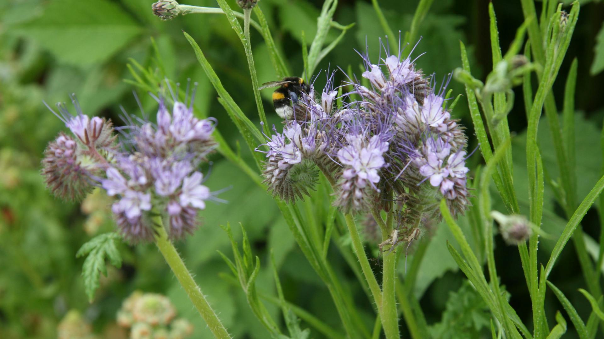 Blühender Bienenfreund im Garten mit Insekten