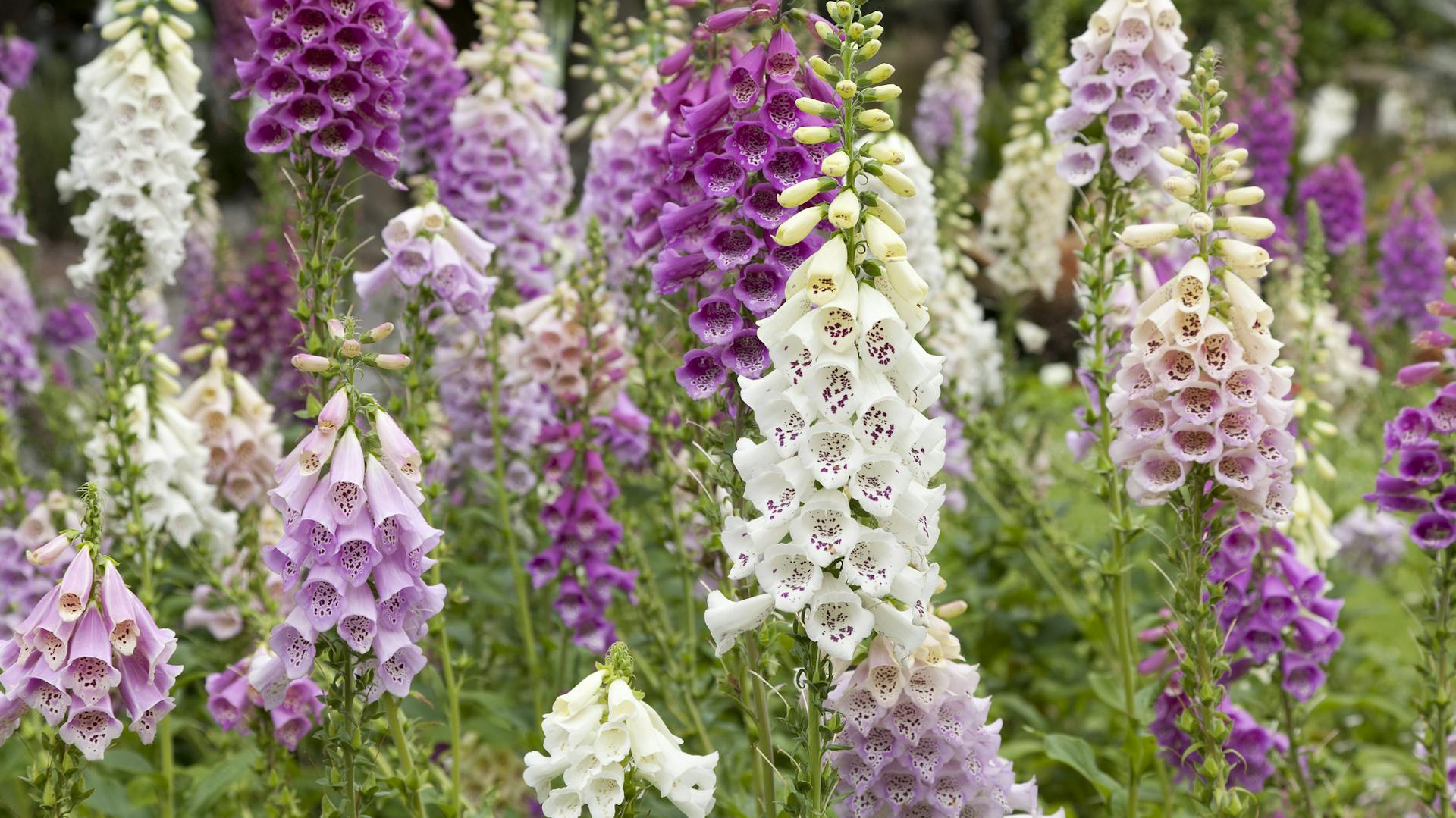Weiß und lilafarben blühender Fingerhut im Garten