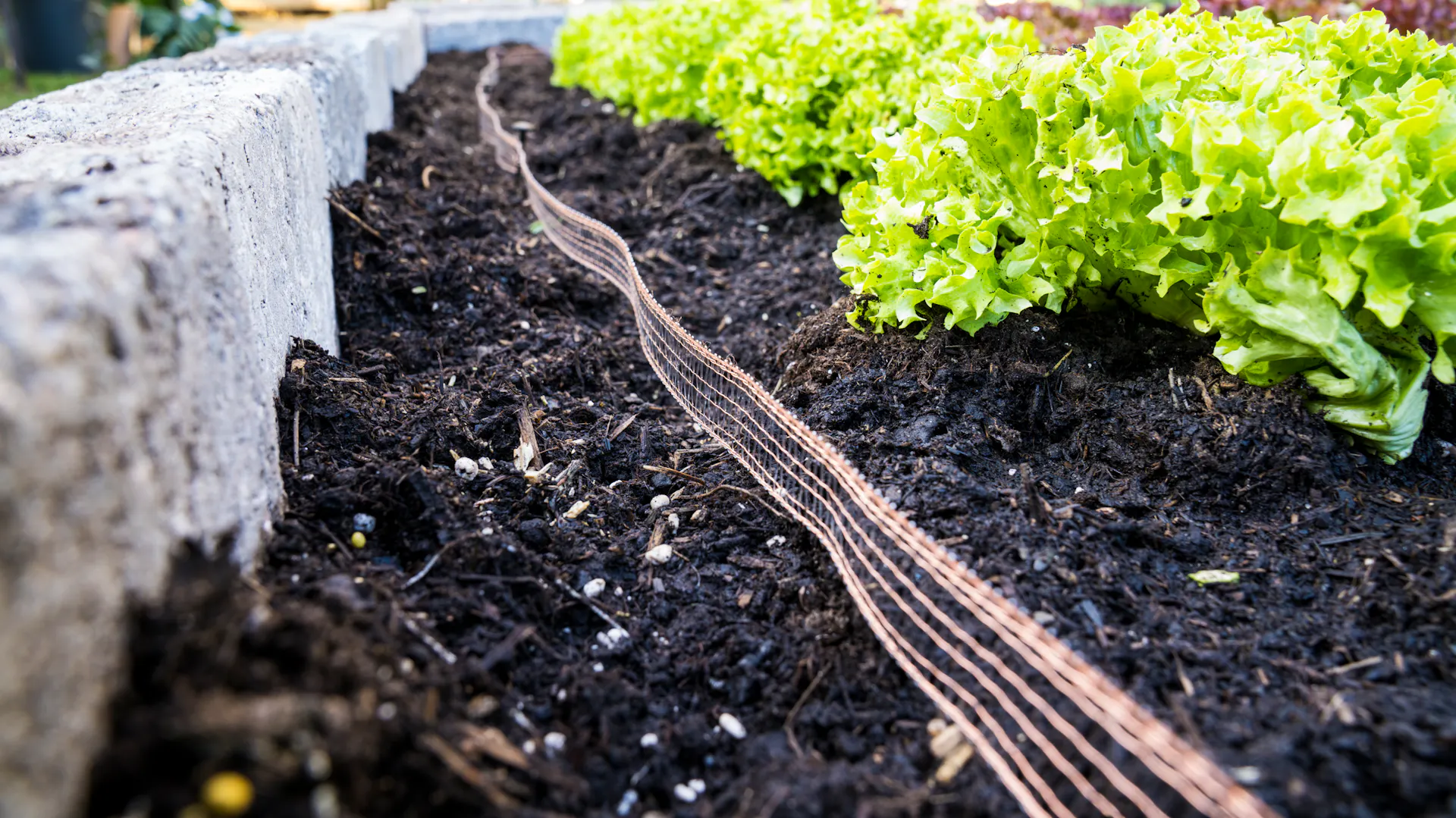 Proteggere l’aiuola dalle lumache