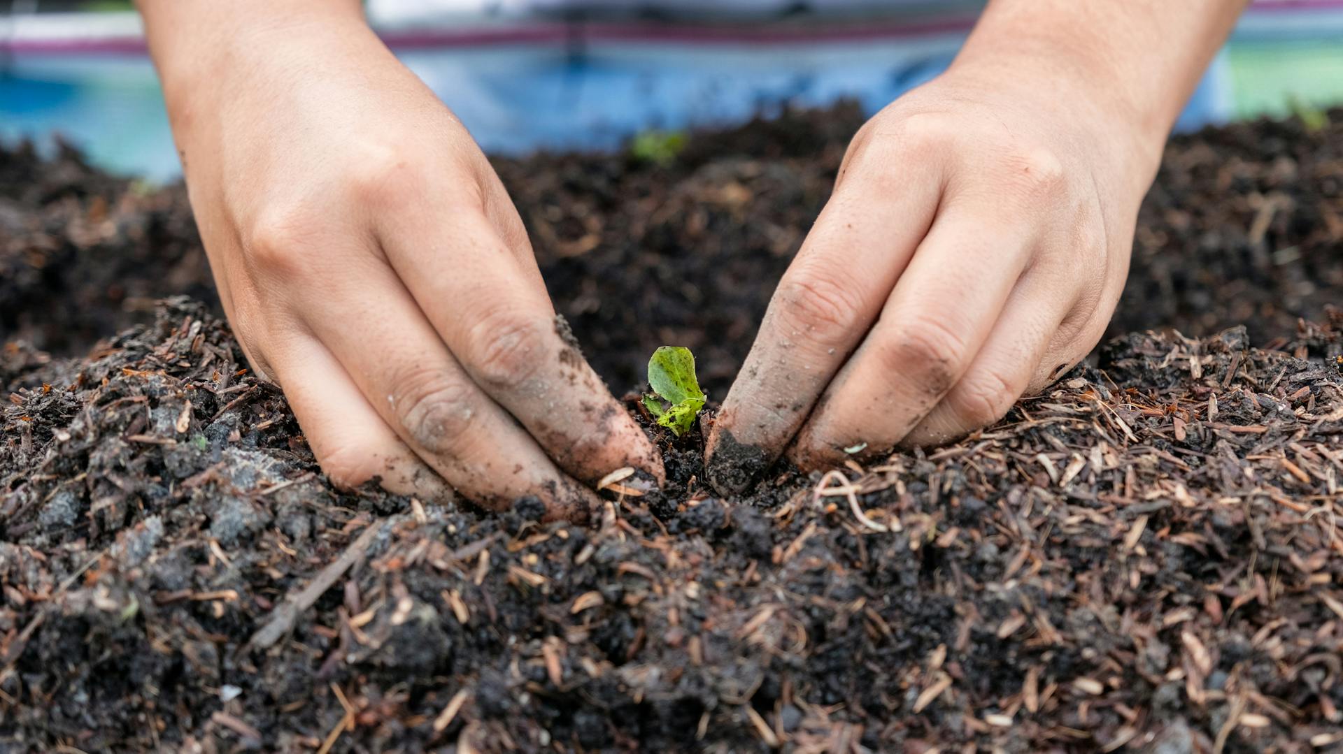 Un'appassionata di giardinaggio pianta una piantina in un'aiuola.