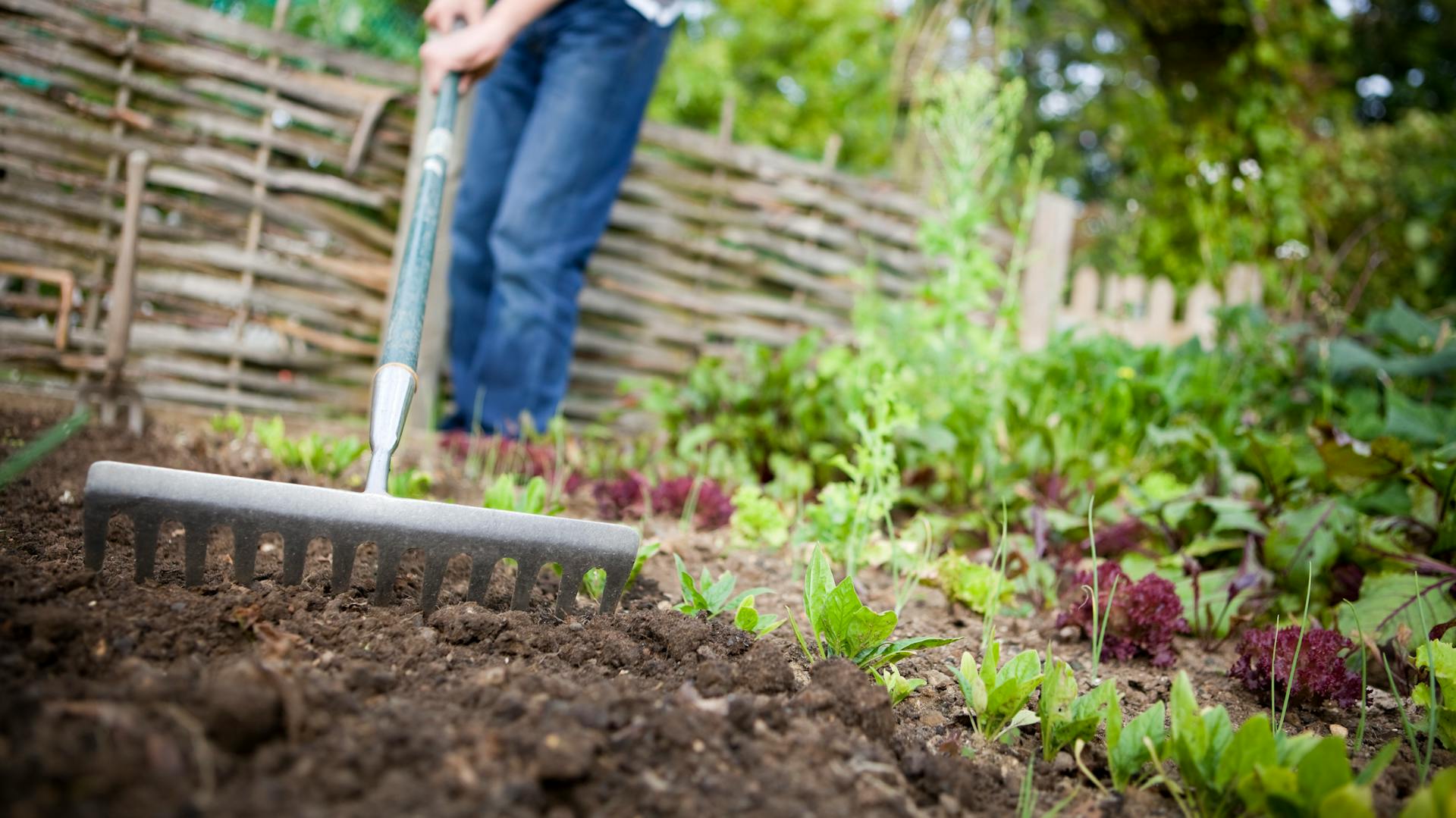 Preparare l'aiuola di ortaggi: Un uomo rastrella un'aiuola.