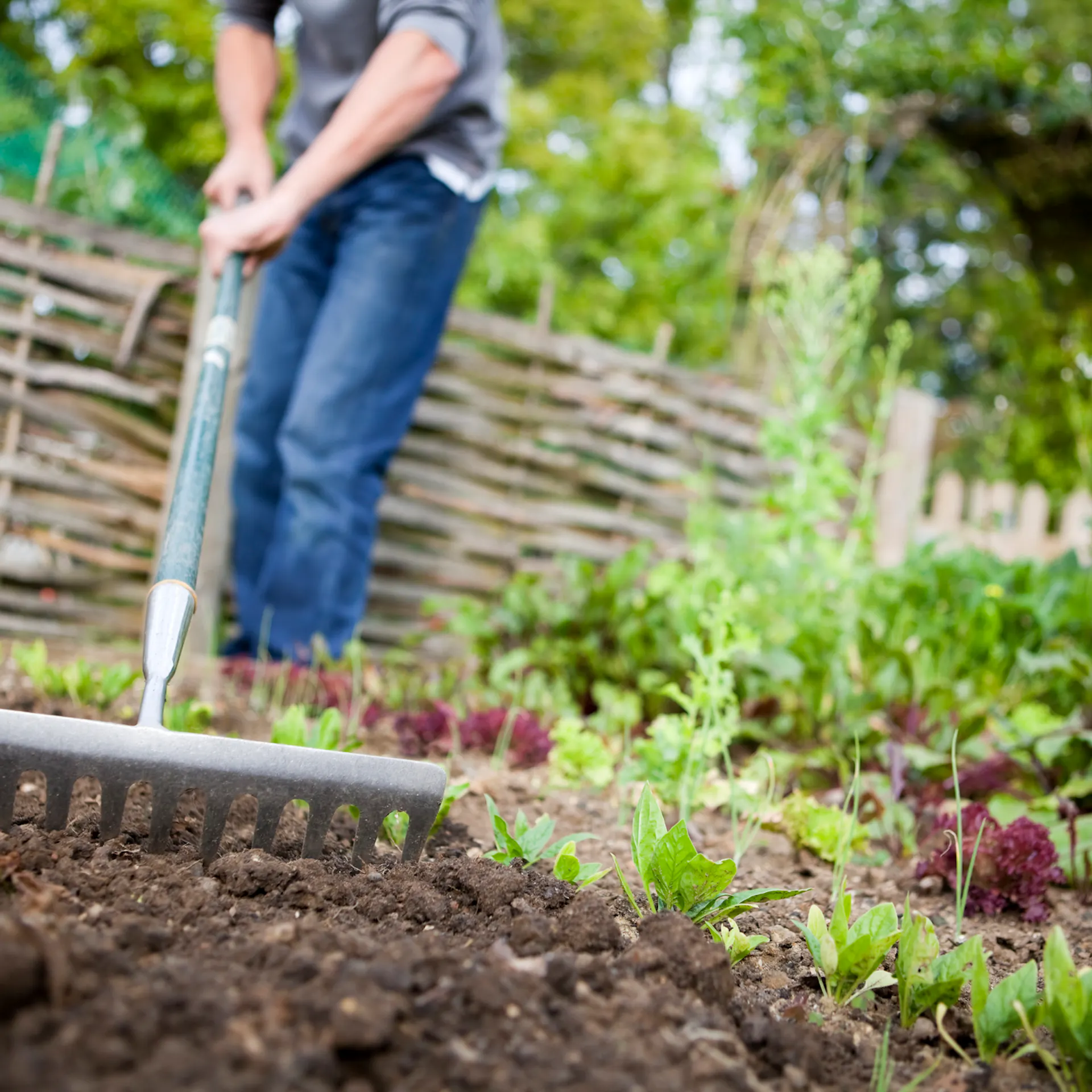 Person harkt ein Gemüsebeet mit einer großen Gartenharke.