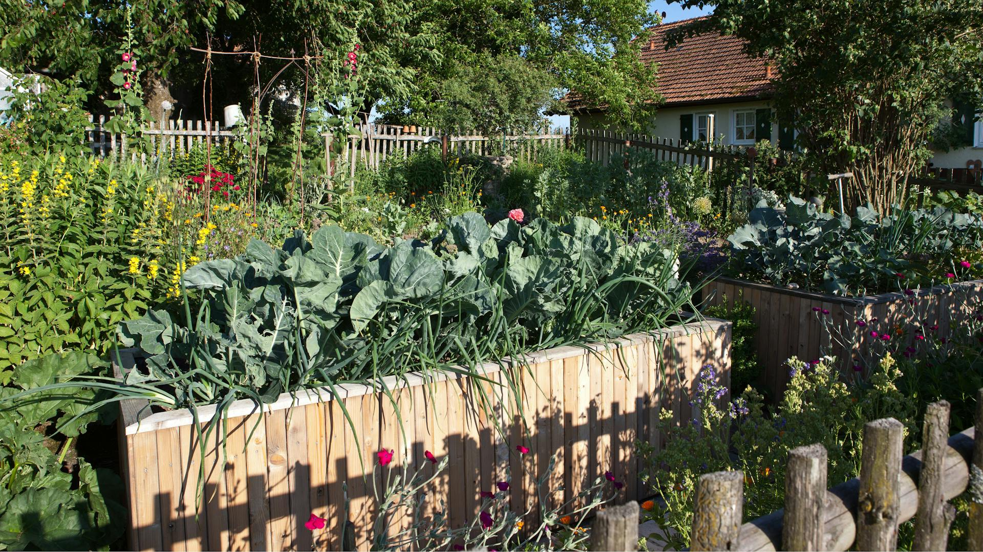 Un orto con una coltura mista di cavolo rapa e cipolle.