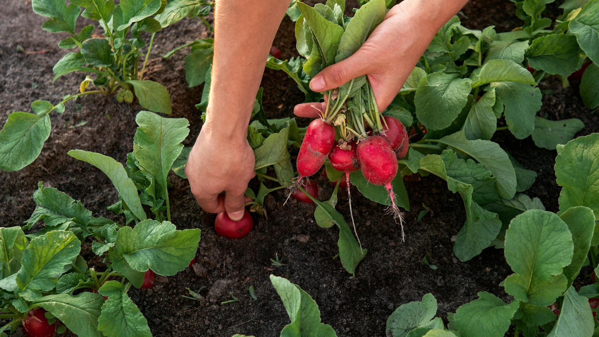 Un appassionato di giardinaggio raccoglie ravanelli da un'aiuola di ortaggi.