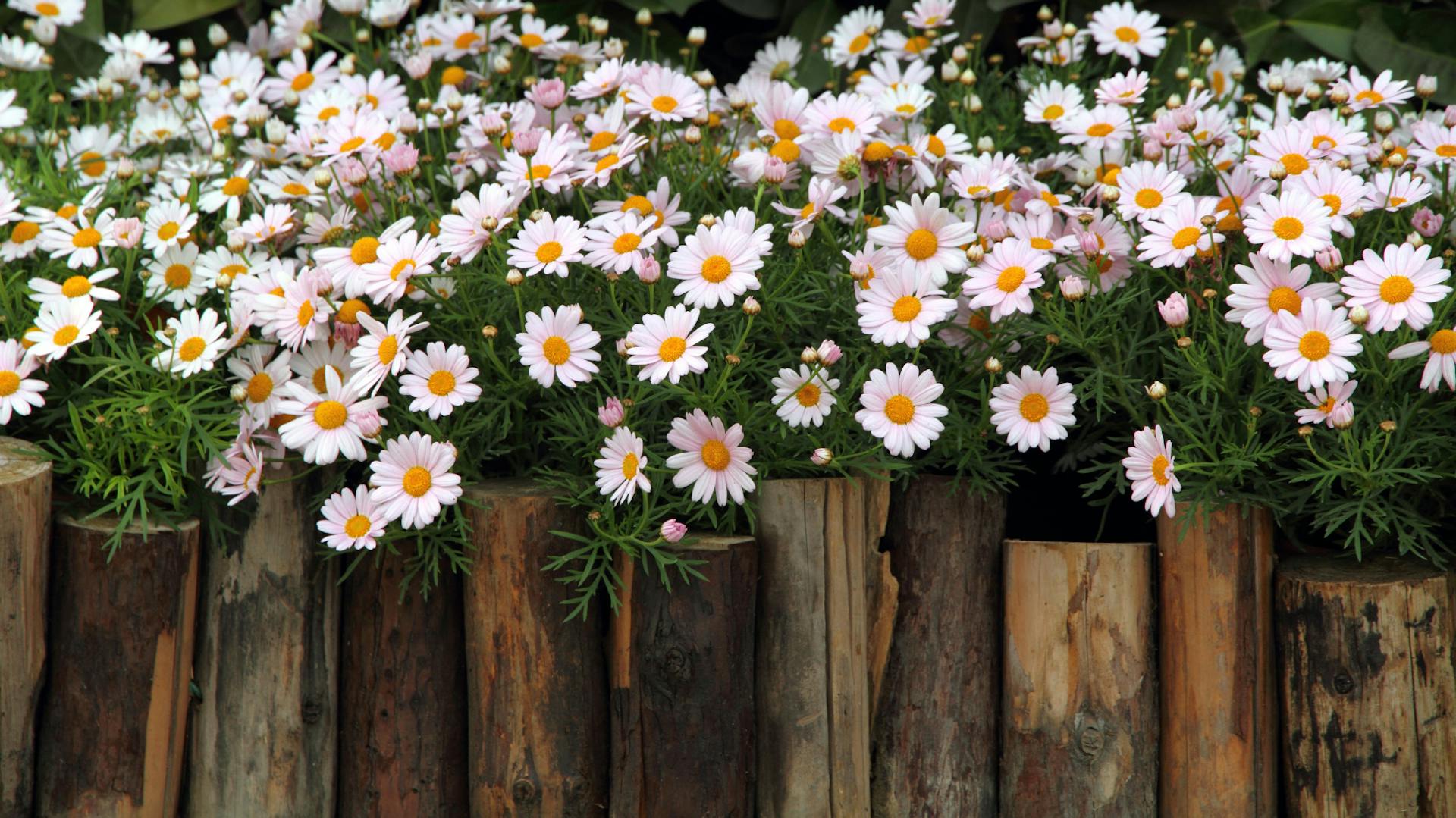 Ágyás fatörzsekből készült szegéllyel, virágokkal.