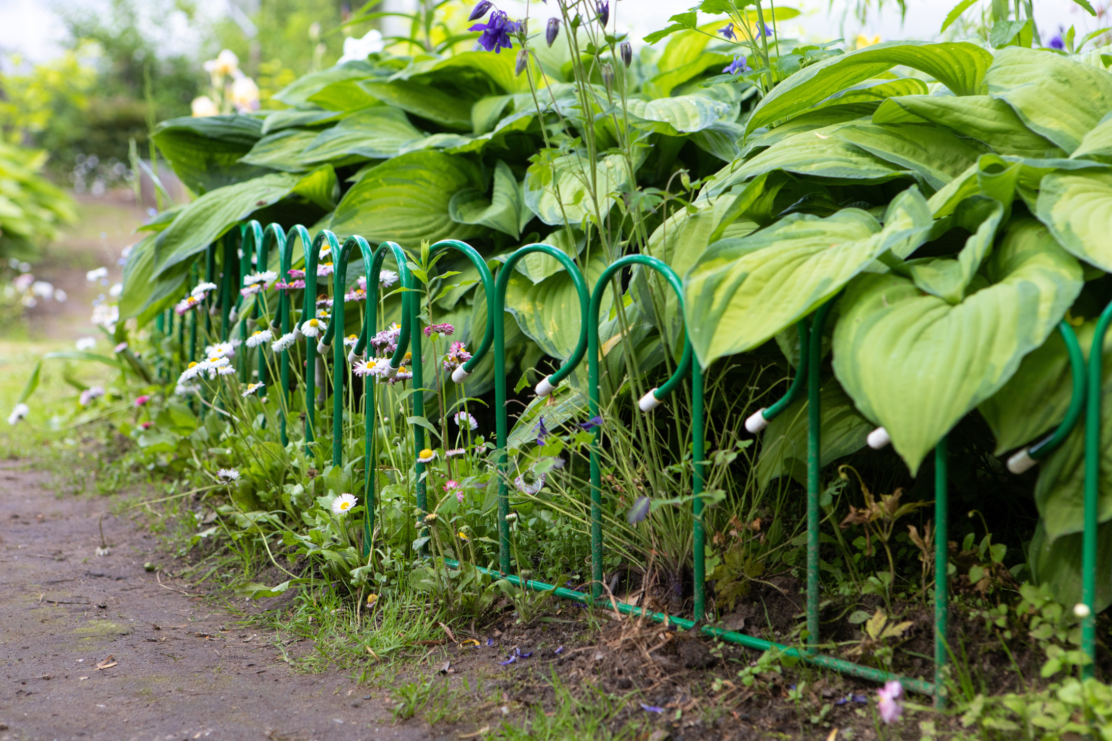 Ágyásszegély fém kerítésből.