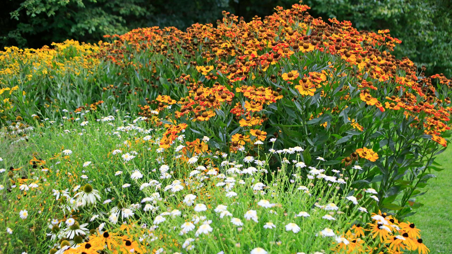 Fiori da bulbi fioriti nel giardino.