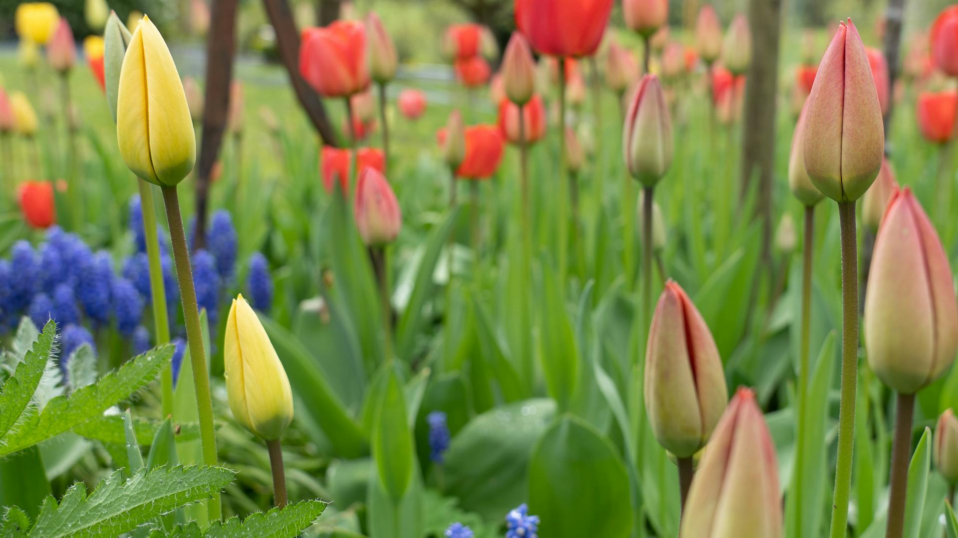 Tulipani gialli e rossi in un’aiuola.