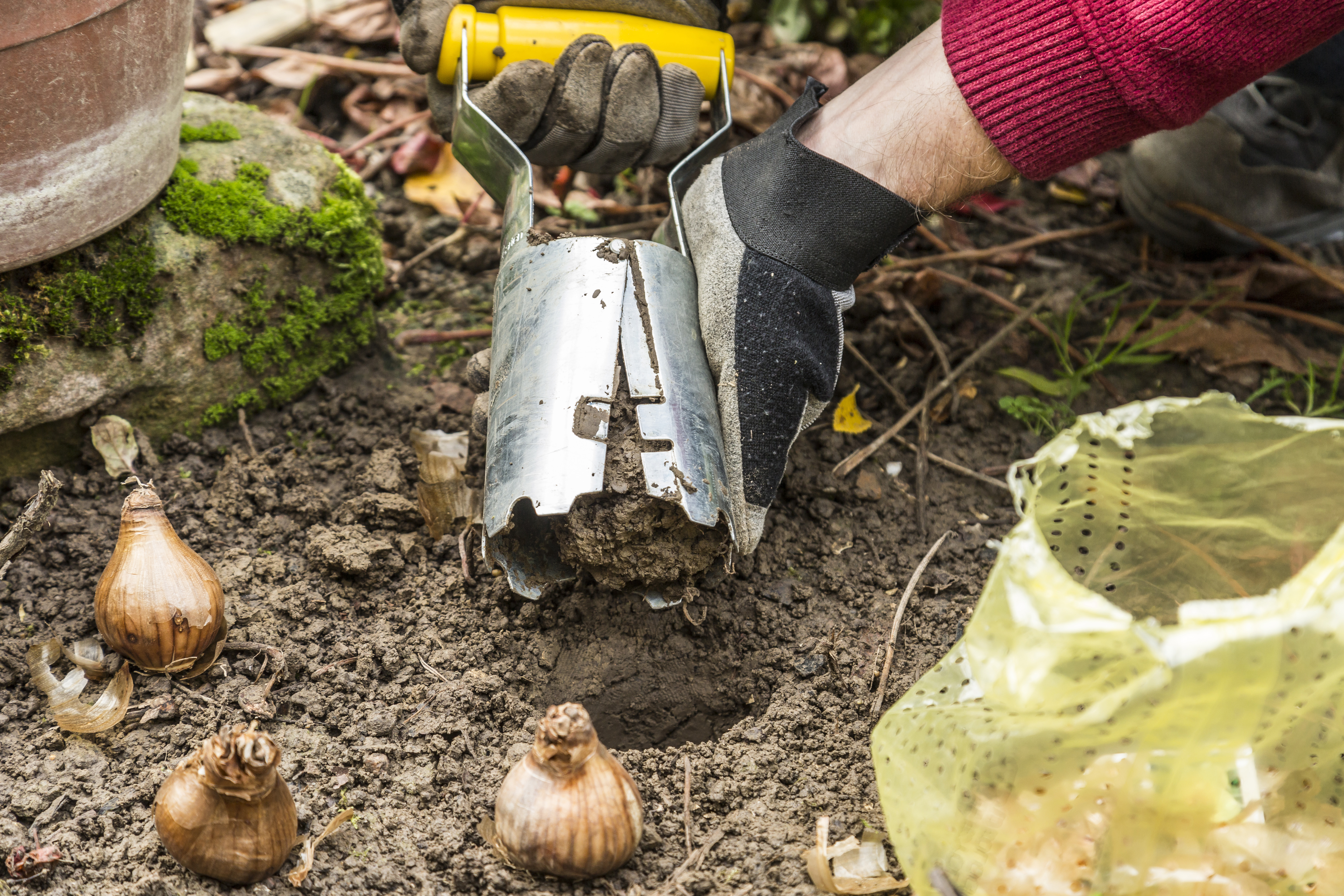 Un piantatore di bulbi viene utilizzato per piantare bulbi.