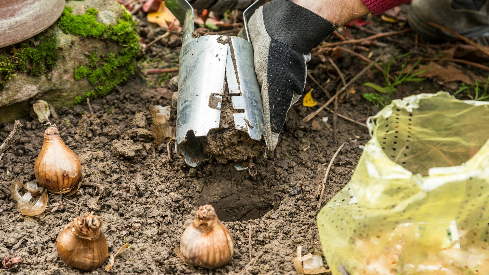 Un piantatore di bulbi viene utilizzato per piantare bulbi.