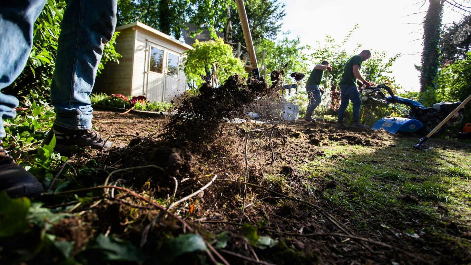 Drei Gärtner bearbeiten den Boden im Garten und graben mit Harken die Erde um.