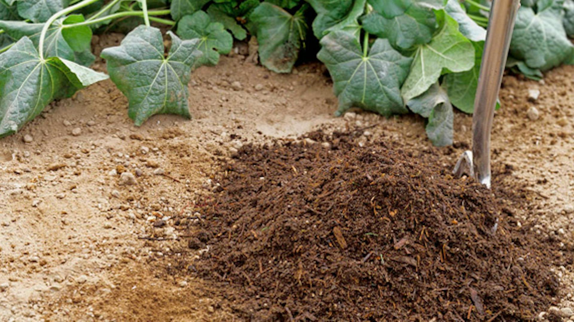 Auf sandiger Erde wird Kompost verteilt, um die Bodenverhältnisse zu verbessern.