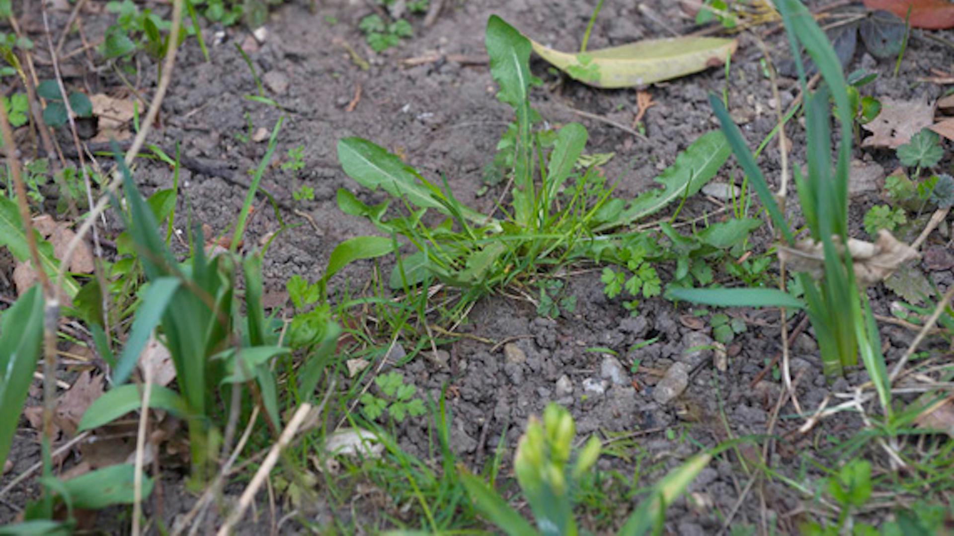 Löwenzahn wächst in Erde als Zeigerpflanze.