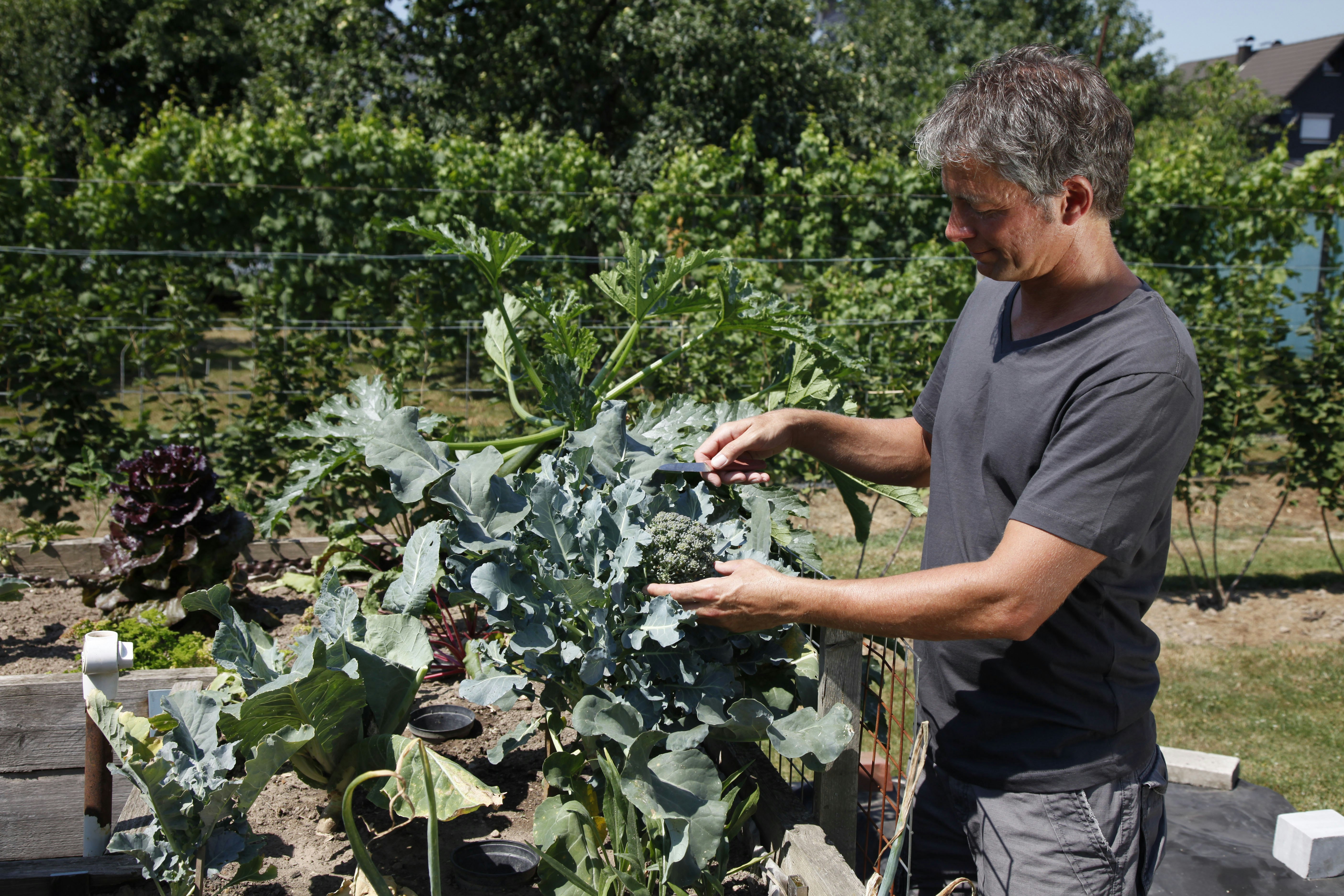 Brokkoli – Eigenschaften und Tipps im Überblick | OBI Brokkoli – Eigenschaften und Tipps im Überblick | OBI