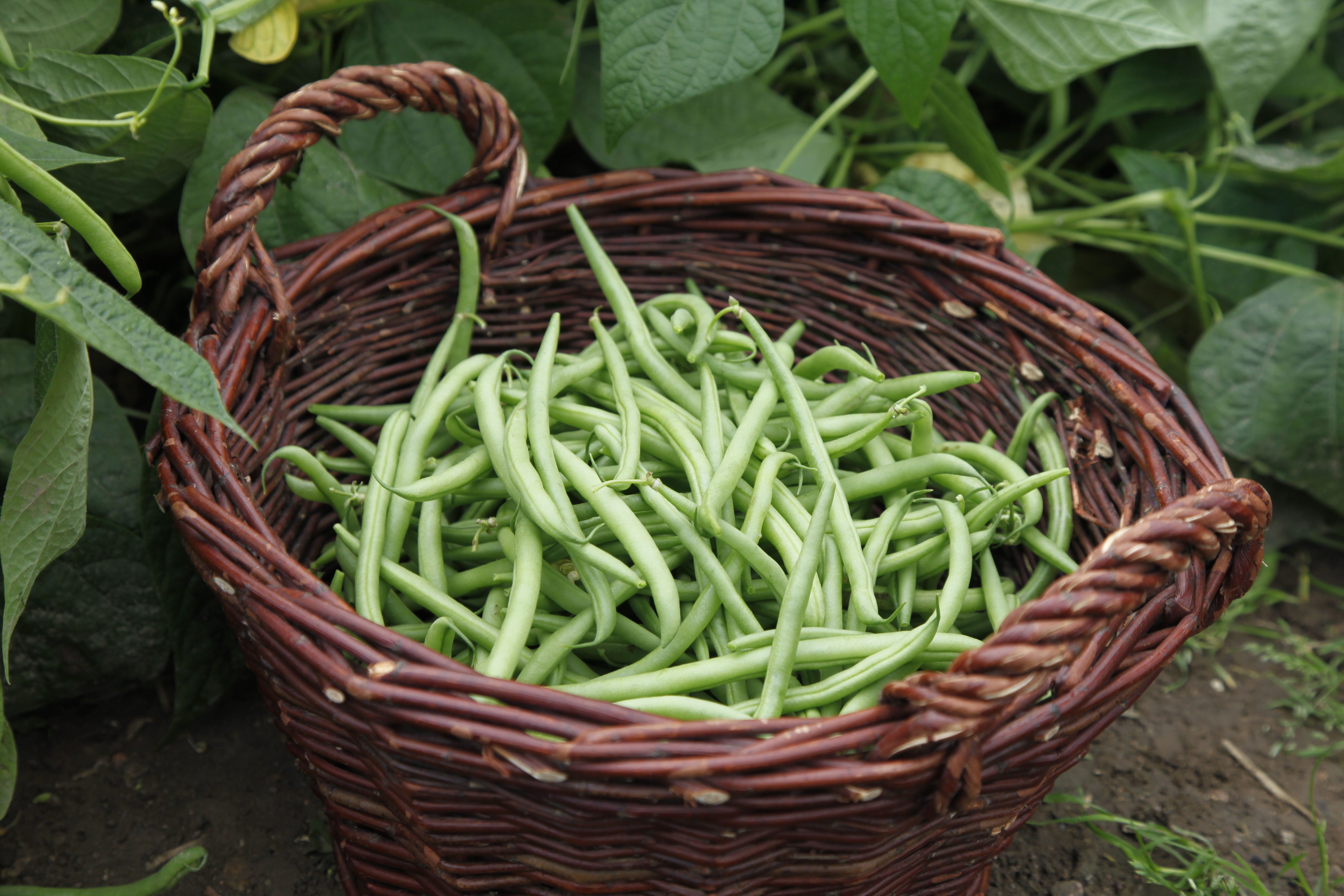 Viele Buschbohnen liegen in einem Weidenkorb.