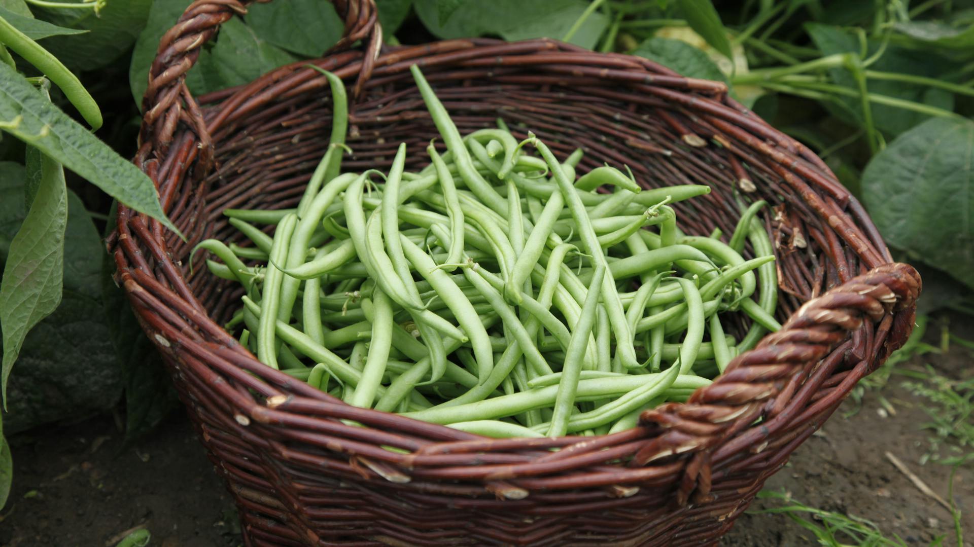 Viele Buschbohnen liegen in einem Weidenkorb.