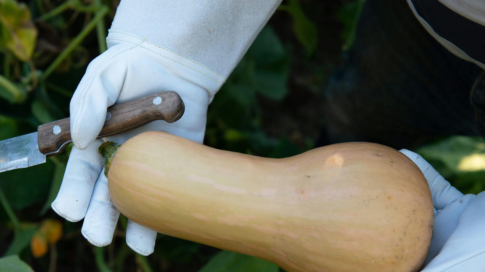 Jemand erntet einen Butternut-Kürbis mit einem scharfen Messer.