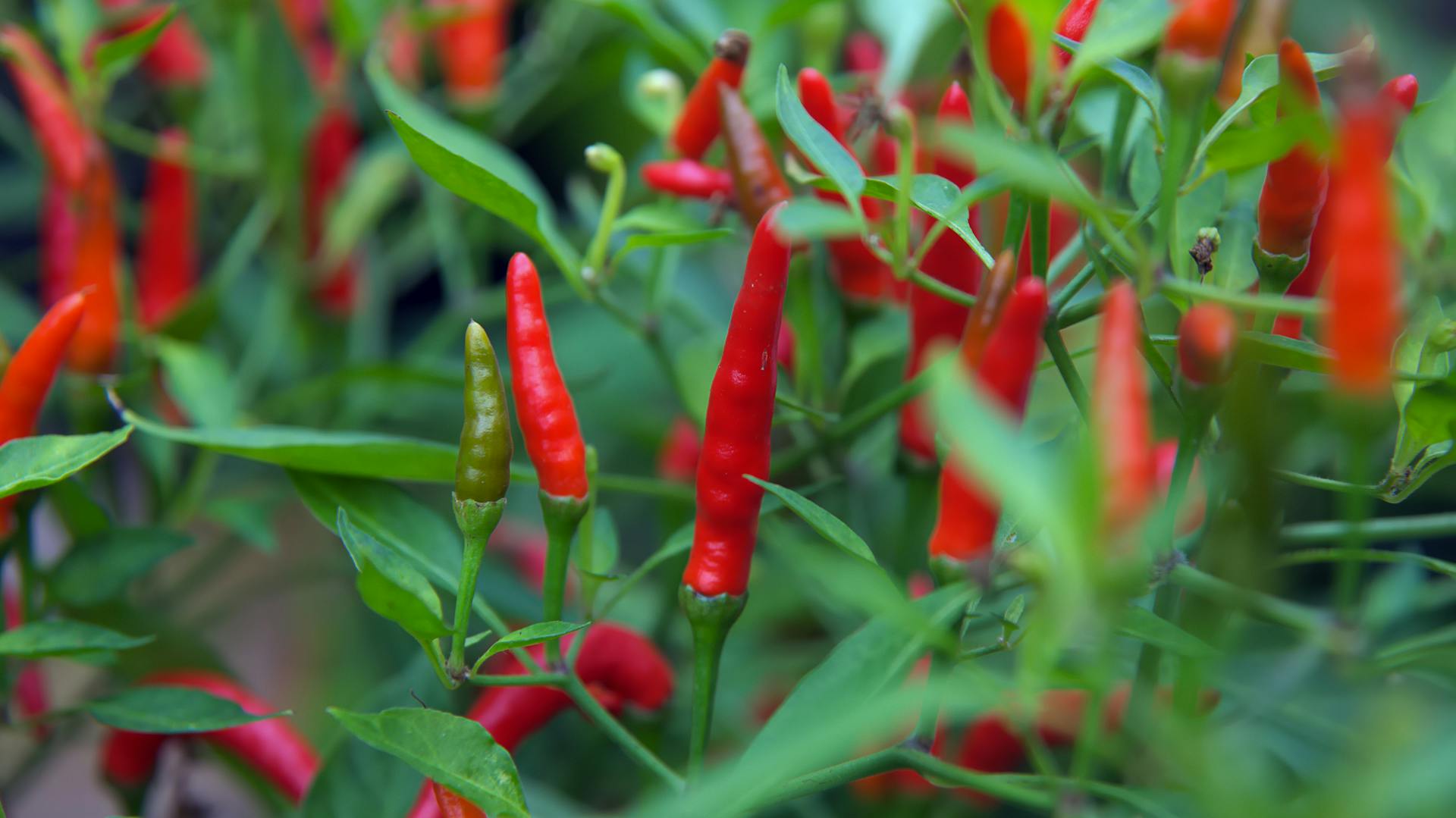 Ein Strauch mit roten, reifen Chilis.