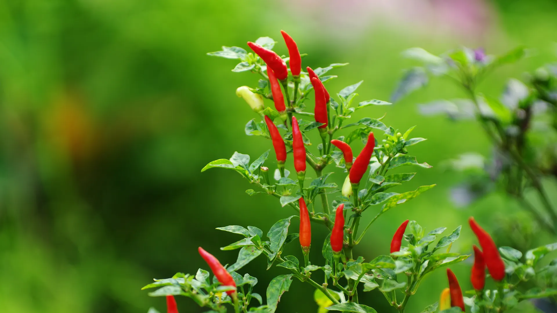 Chilli Strauch Chili pflanzen: Tipps für deinen Chili-Anbau | OBI