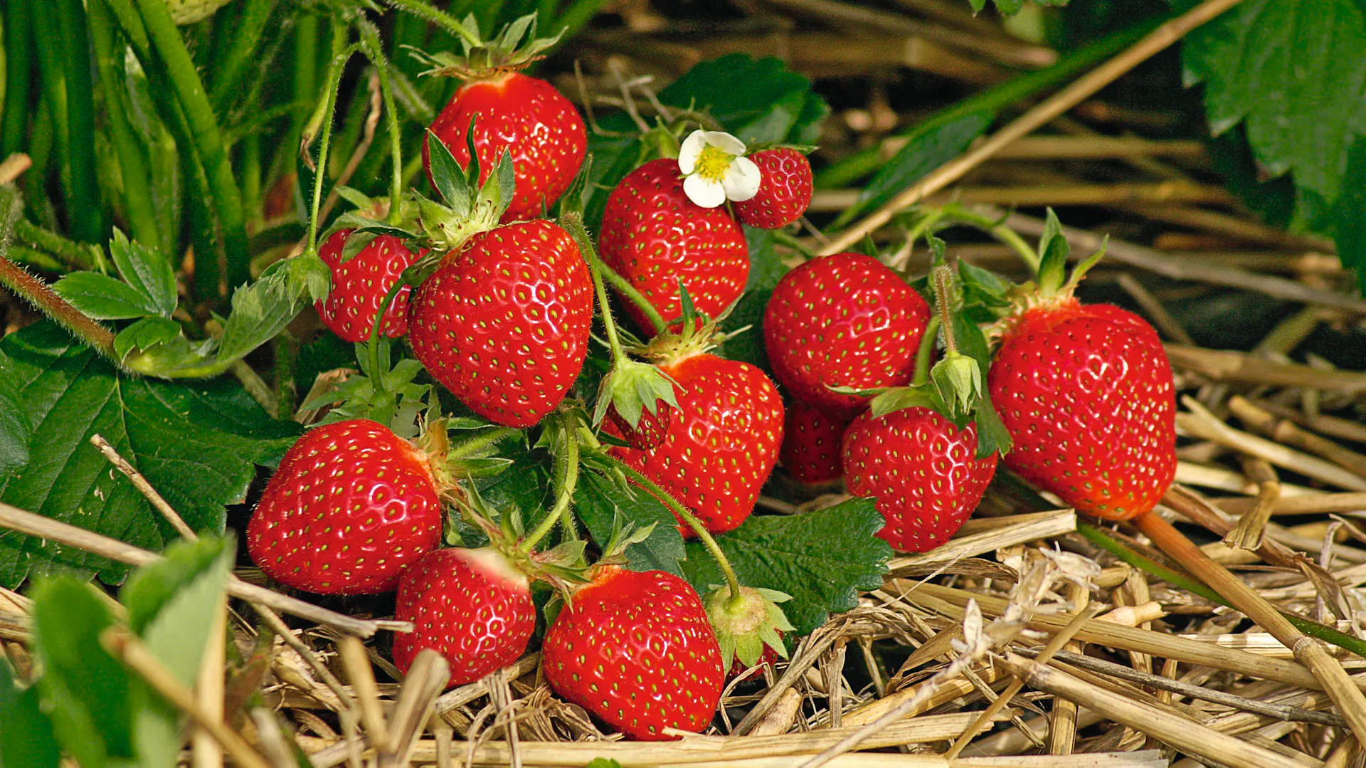 Ještě neutržené jahody na jahodníku