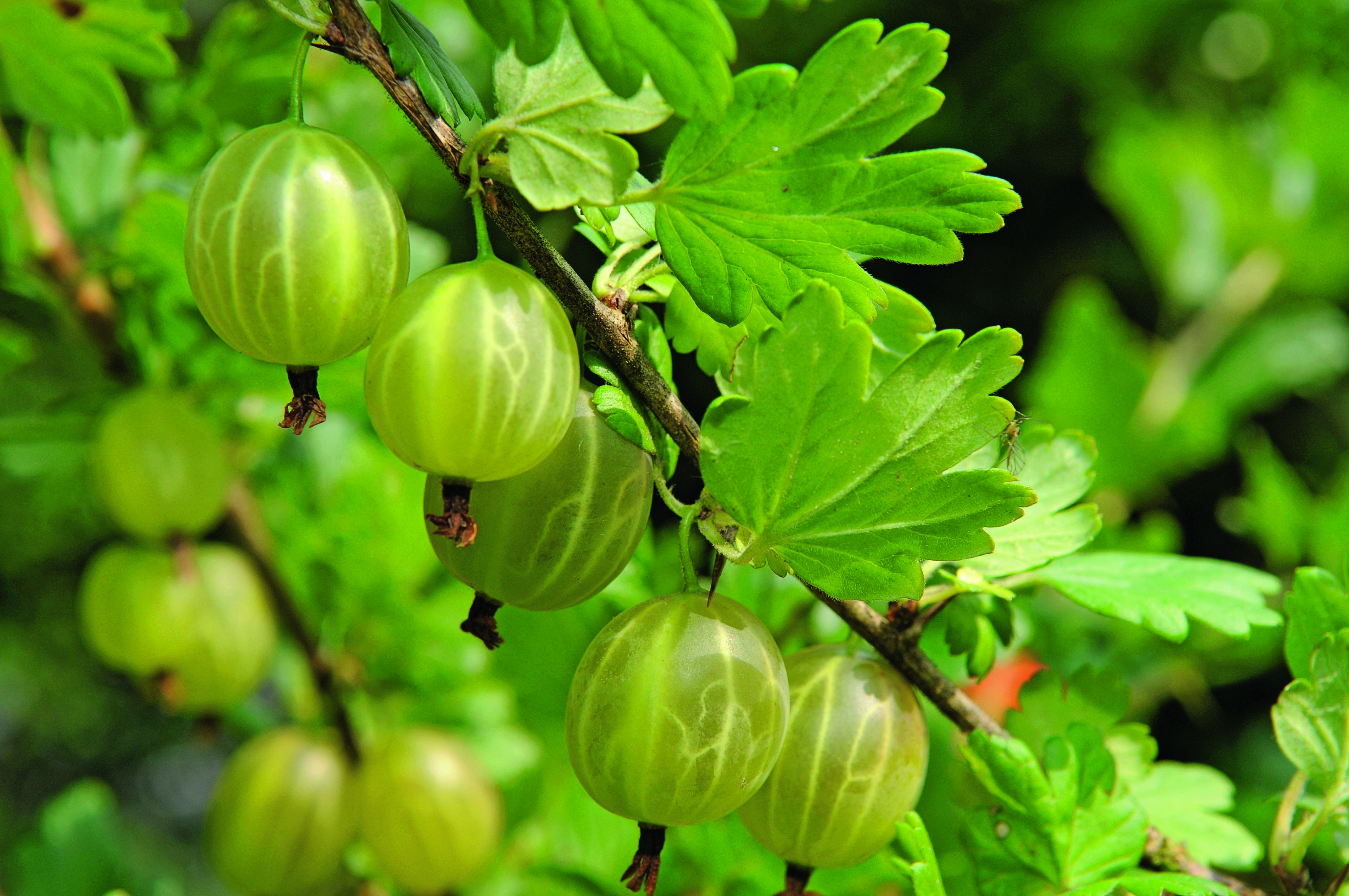 Beeren für den Garten Übersicht & Pflegetipps OBI