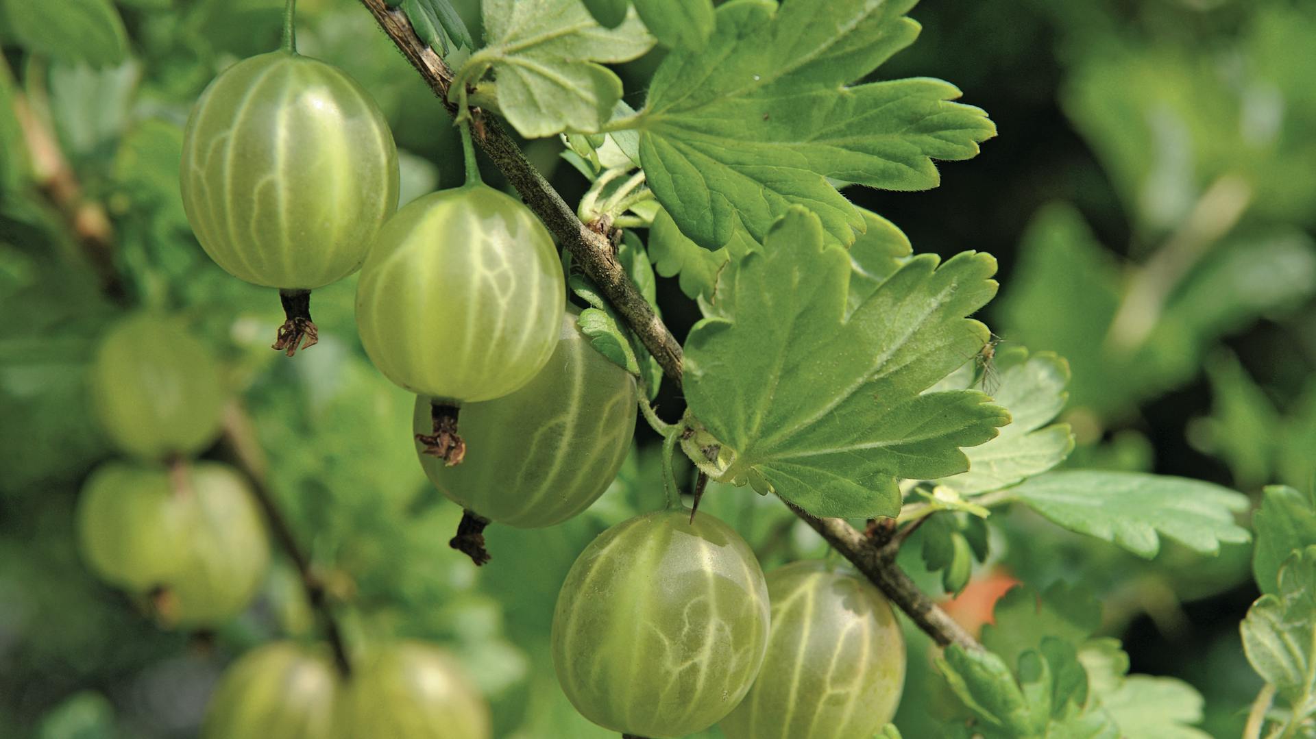 Beeren für den Garten – Übersicht & Pflegetipps | OBI