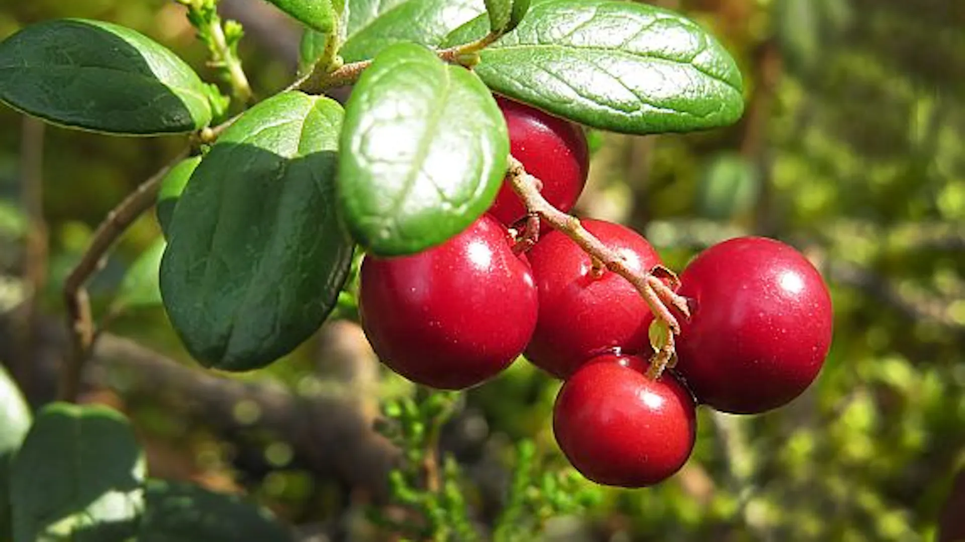 Plody klikvy velkoplodé na větvi