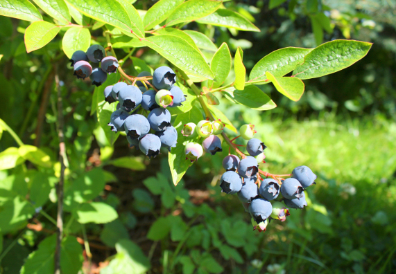 Zrající borůvky na keři
