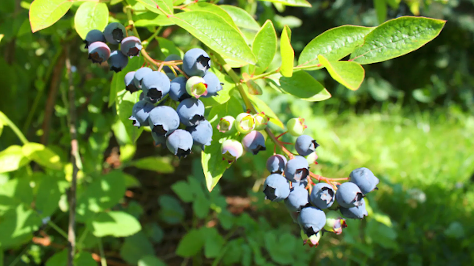 Zrající borůvky na keři