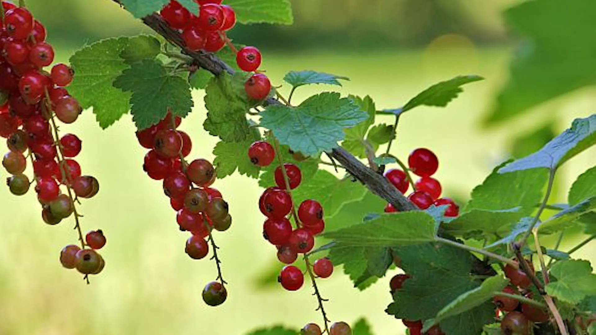 Červený rybíz na větvi