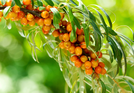 Rakytník krátce před sklizní