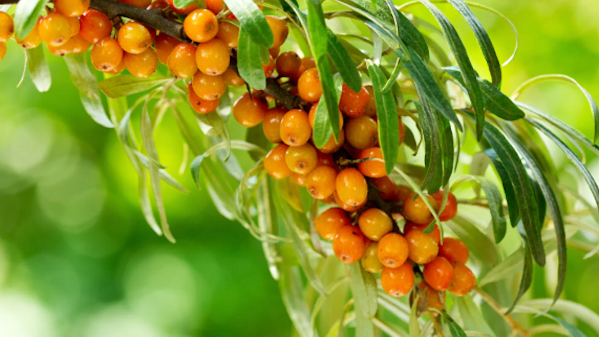 Rakytník krátce před sklizní