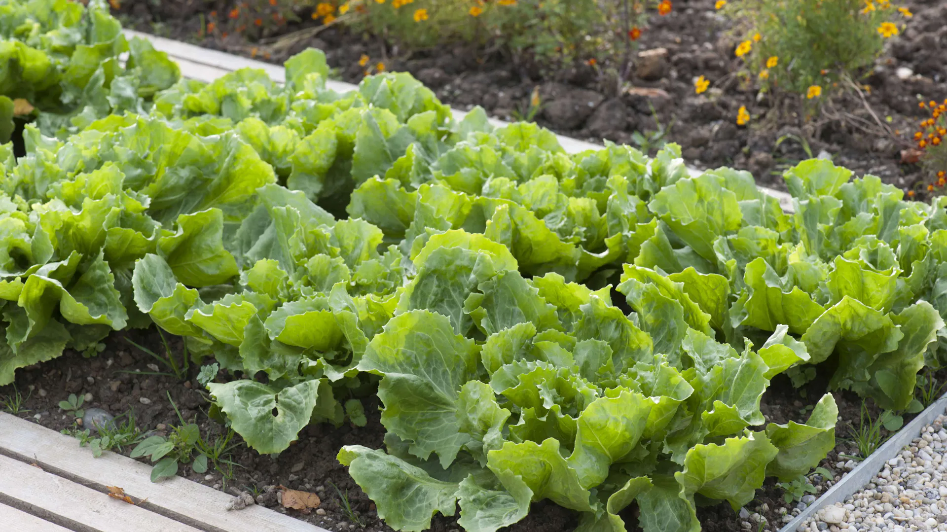 Endivien im Salatbeet