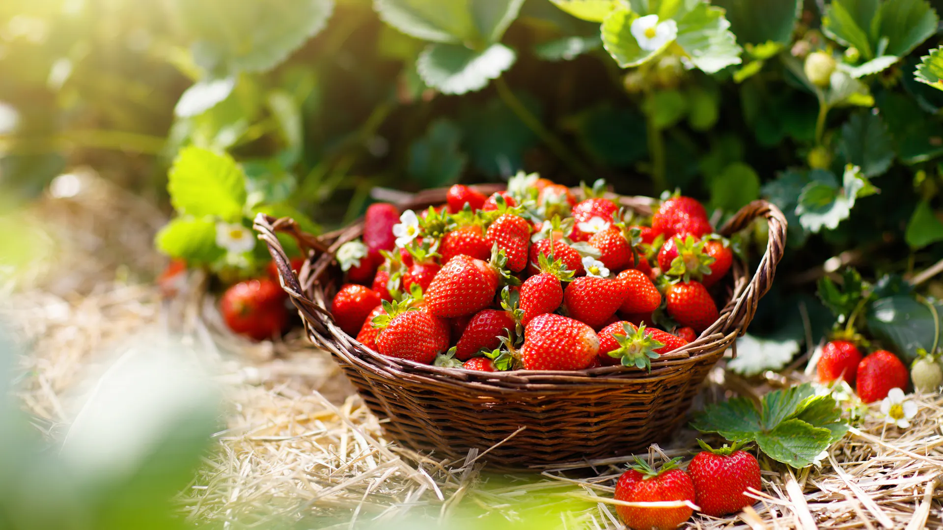 Fragole nel cestino della raccolta